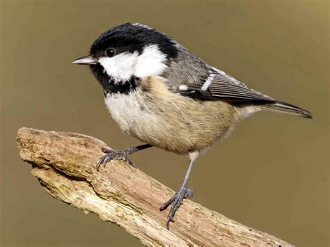 Coal tit